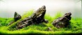 /album/m%e1%ba%abu-b%e1%bb%83-thu%e1%bb%b7-sinh-theo-phong-cach-iwagumi1/a43-jpg1/