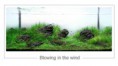 /album/m%e1%ba%abu-b%e1%bb%83-thu%e1%bb%b7-sinh-theo-phong-cach-iwagumi1/a182-jpg1/