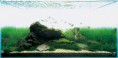 /album/m%e1%ba%abu-b%e1%bb%83-thu%e1%bb%b7-sinh-theo-phong-cach-iwagumi1/adatank19-jpg1/