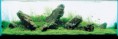 /album/m%e1%ba%abu-b%e1%bb%83-thu%e1%bb%b7-sinh-theo-phong-cach-iwagumi1/adatank29-jpg1/
