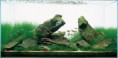 /album/m%e1%ba%abu-b%e1%bb%83-thu%e1%bb%b7-sinh-theo-phong-cach-iwagumi1/adatank31-jpg1/