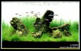 /album/m%e1%ba%abu-b%e1%bb%83-thu%e1%bb%b7-sinh-theo-phong-cach-iwagumi1/slajd37pb3-jpg/