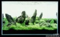 /album/m%e1%ba%abu-b%e1%bb%83-thu%e1%bb%b7-sinh-theo-phong-cach-iwagumi1/slajd44cv0-jpg/